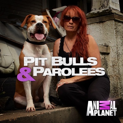 Télécharger Pit Bulls and Parolees, Season 9